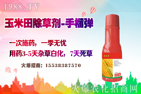 玉米田除草有講究，玉米除草劑這樣打，不長雜草不傷苗！