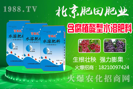 蘆柑產(chǎn)地在哪？蘆柑什么時候上市？如何挑選蘆柑？