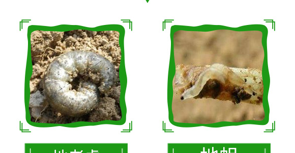 20%氟氰·辛硫磷-帥方-加號農(nóng)業(yè)_11