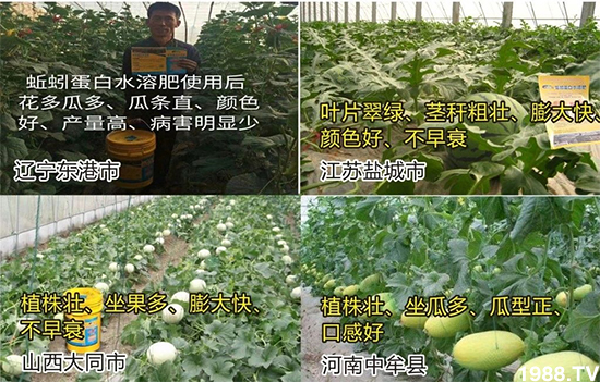 水溶肥市場大變革??？海藻精、魚蛋白將被它代替！1000多用戶鼎力推薦！