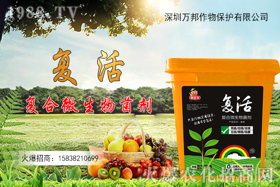 大棚油桃栽種后如何進行管理,有什么方法要點?