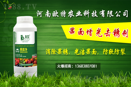 草莓施肥如何避免肥害發(fā)生？早春大棚草莓管理技術(shù)要點(diǎn)！