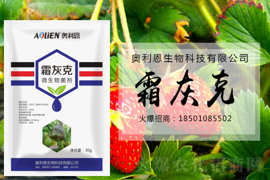 冬季草莓易發(fā)灰霉病，預(yù)防措施怎么做？