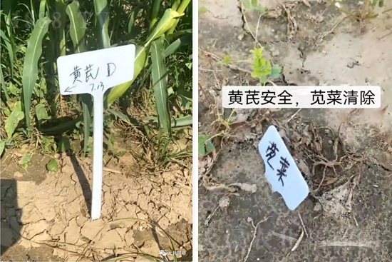 芪兵2號隆重上市！多年打造，可除莧菜的黃芪除草劑，除草更廣，更全面！