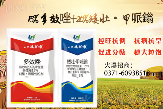 小麥冬前旺長(zhǎng)產(chǎn)量損失大，小麥控旺就選“正世矮胖墩”！