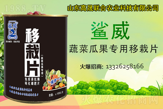 幼苗移栽苗弱、不長、死苗...？蔬菜定植必看