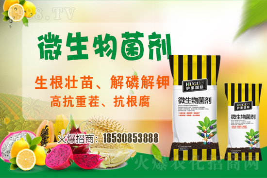 草莓爛根現象頻繁發(fā)生，主要源于什么病害？