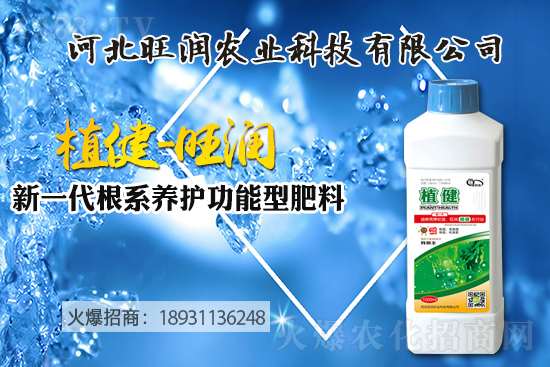 藍莓樹苗怎么種植？藍莓樹苗的種植及修剪除草技術！
