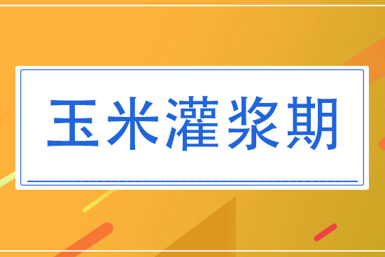 8月玉米灌漿期將怎么管理？