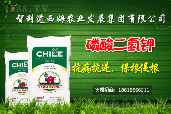 智利道西姆再簽1988.TV,開啟網(wǎng)絡(luò)招商新模式!