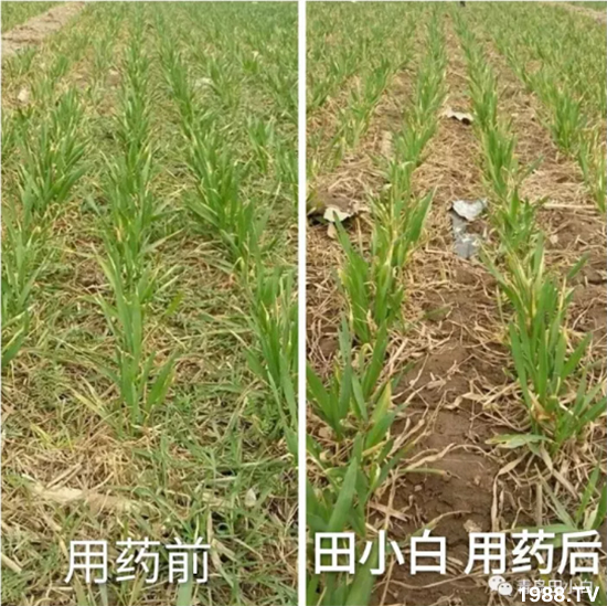 節(jié)節(jié)麥危害嚴重怎么打？用什么藥劑效果好？