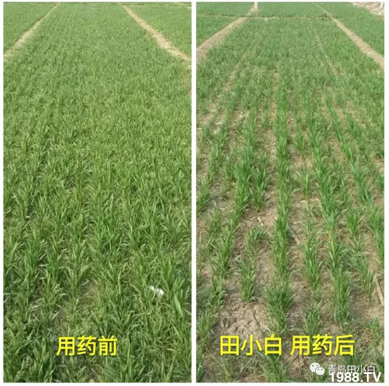 節(jié)節(jié)麥危害嚴重怎么打？用什么藥劑效果好？