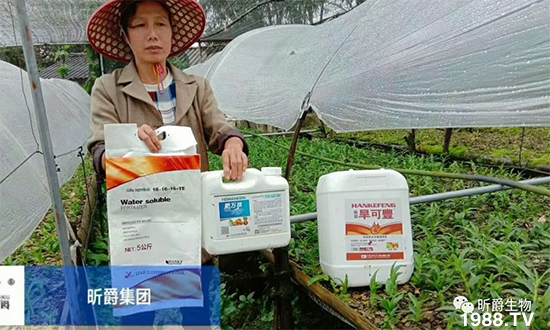 昕爵集團(tuán)81