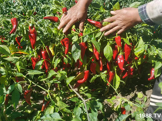 河北艾谷農(nóng)業(yè)科技有限公司