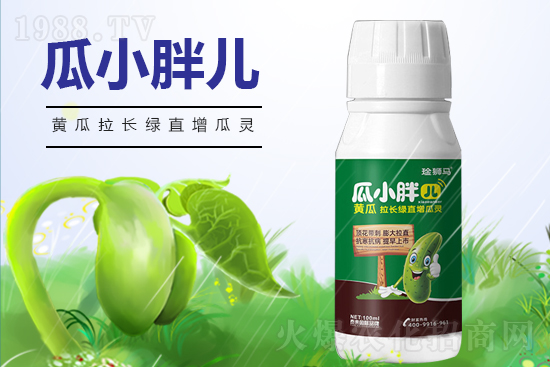 黃瓜什么時(shí)候澆水？黃瓜哪些階段需要澆水？