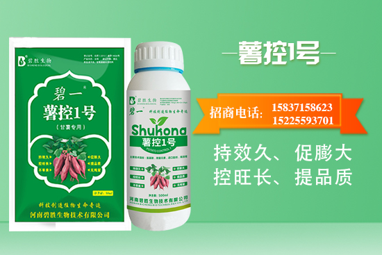紅薯如何控旺？紅薯控旺有哪些措施？控旺產(chǎn)品怎么選？