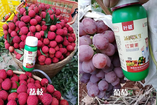 �t���ء�ֻ���D(zhu��n)ɫ�������D(zhu��n)ɫ�졢�ߣ��߼t���ó���