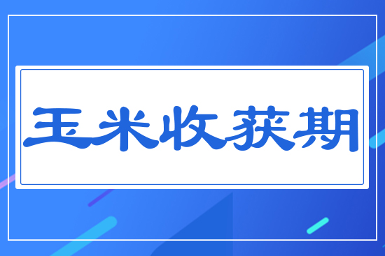 玉米收獲期