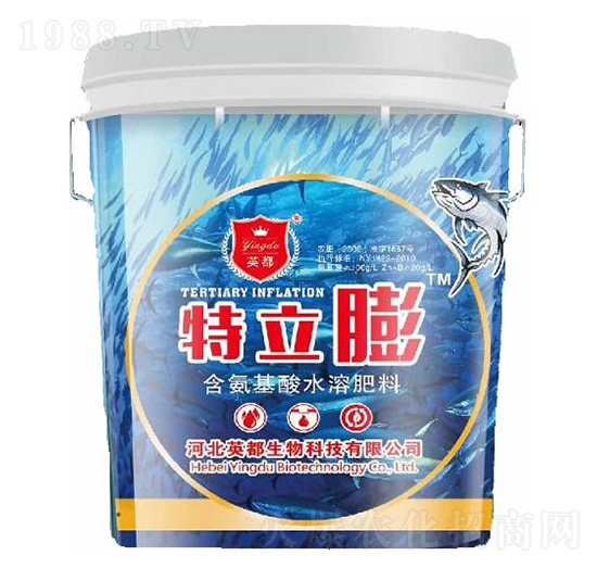 ������ Ӣ������