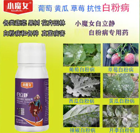 �����o-СħŮ-���н�