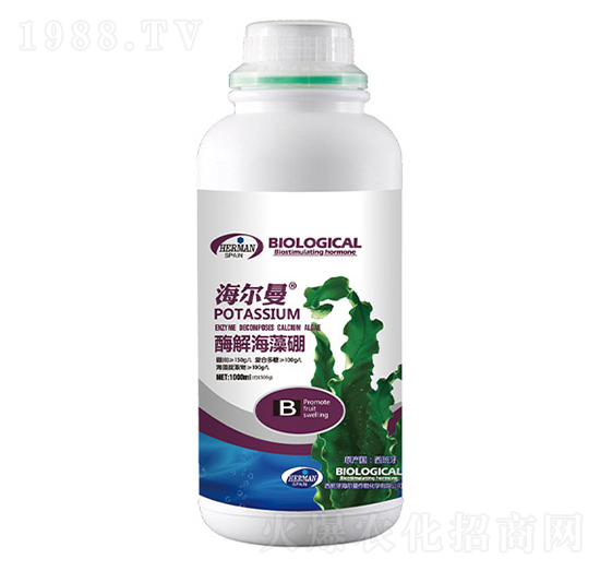 ø�⺣����-������-�n��ʘI(y��)