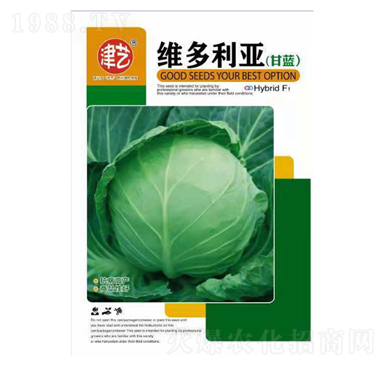 甘藍(lán)種子-維多利亞-邯豐農(nóng)業(yè)