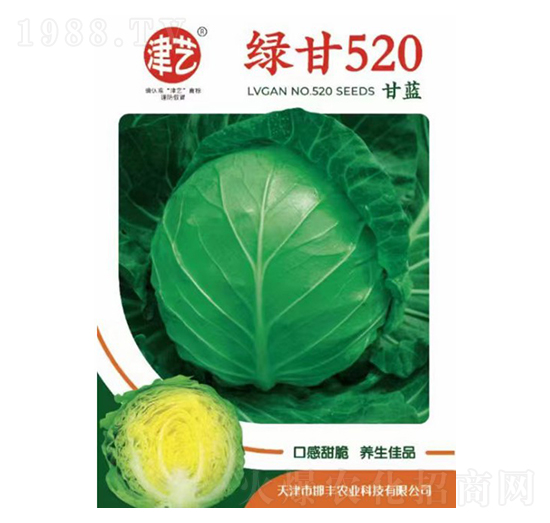 甘藍(lán)種子-綠甘520-邯豐農(nóng)業(yè)