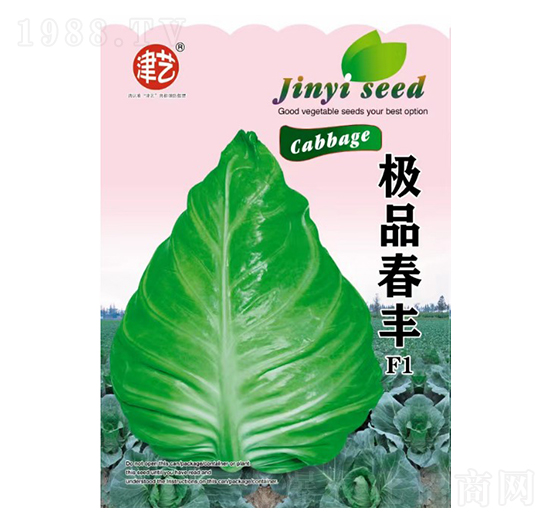 甘藍種子-春豐-邯豐農(nóng)業(yè)