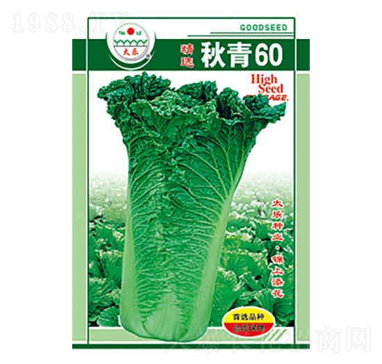 白菜種子-秋青60-太樂(lè)種業(yè)
