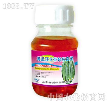 潤(rùn)田-黃花頂花帶刺拉直靈