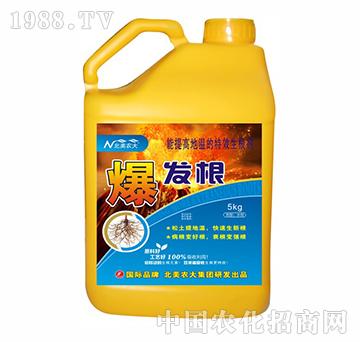 爆發(fā)根-北美農(nóng)大