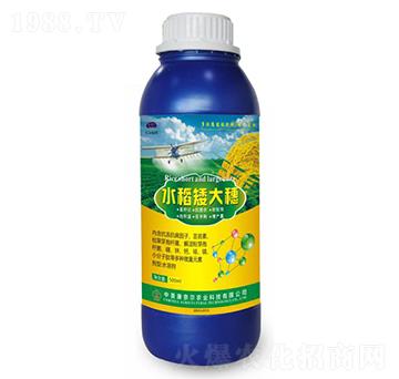 水稻矮大穗-美爾豐-康奈爾