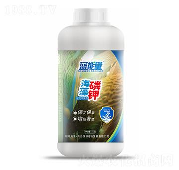 促花豐果型海藻磷鉀-藍能量-藻源植物