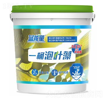 一桶泡葉藻-藍(lán)能量-藻源植物