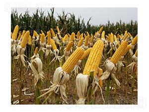 ���(y��ng)��9̖(h��o)-���S�N�I(y��)