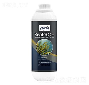 海藻·極寒-藍鉑森